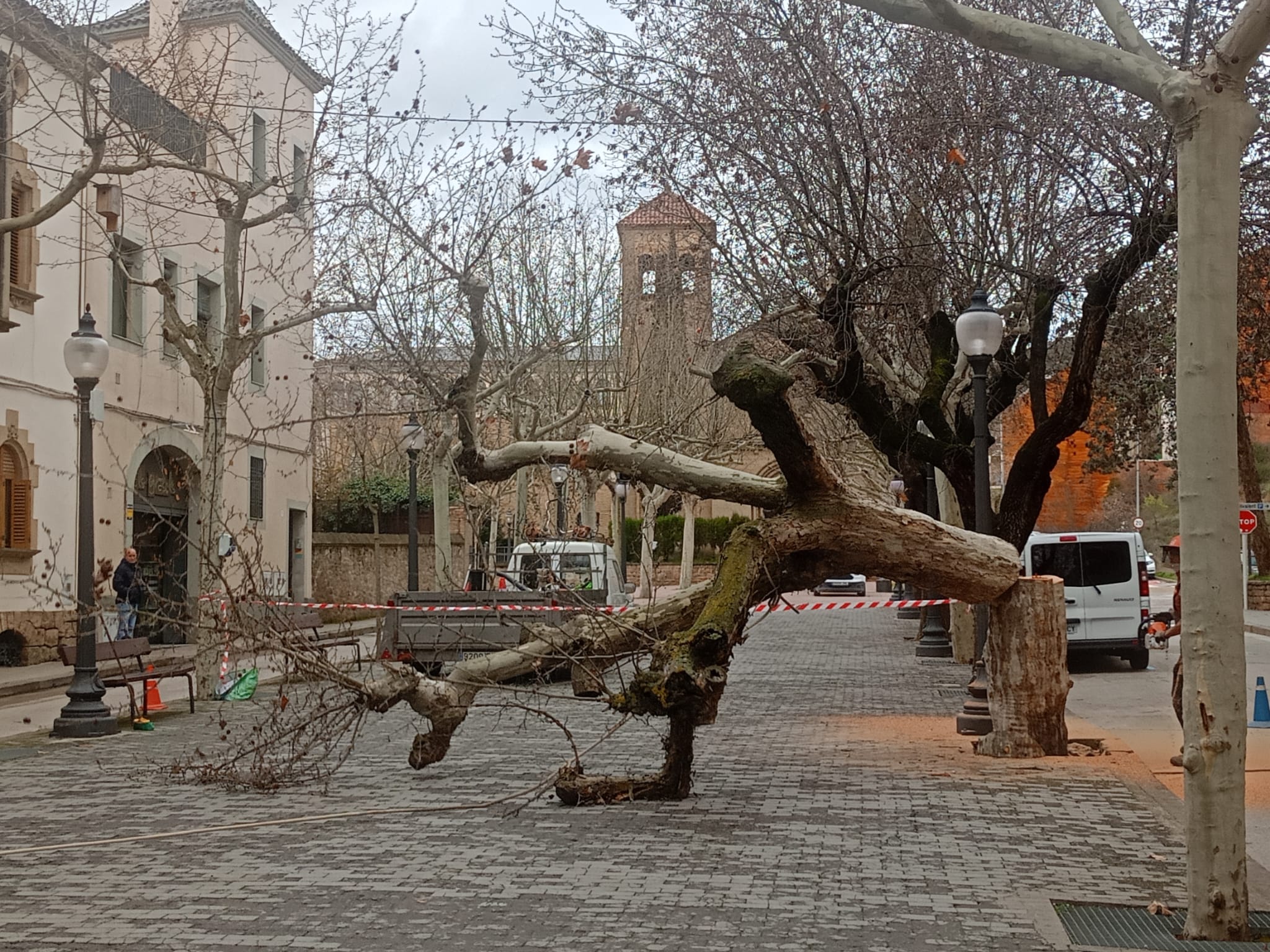 Un dels plataners abatut al Passeig