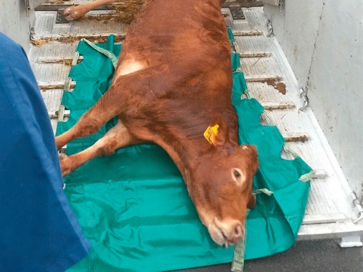 La vaca, capturada