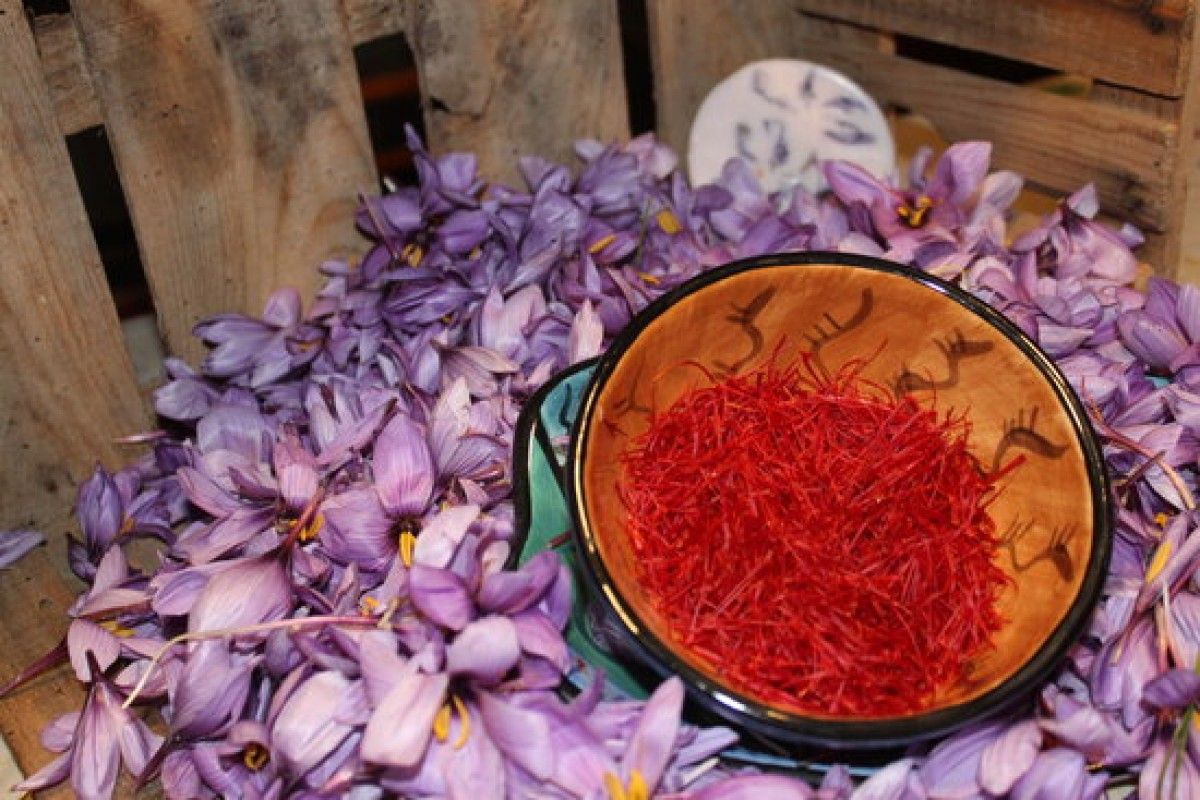 Pla detall de safrà conreat a Horta de Sant Joan (Terra Alta), ja extret de la flor. 