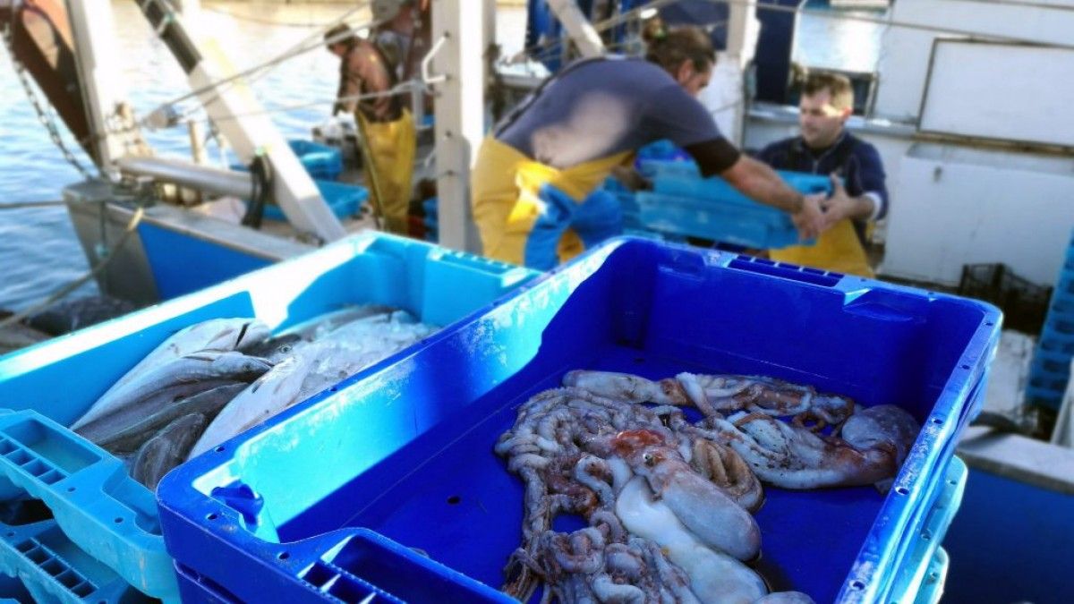 Pesca d'arrossegament al Port de la Cala