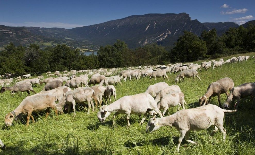 Un ramat d'ovelles pasturant en una zona del futur parc natural del Montsec