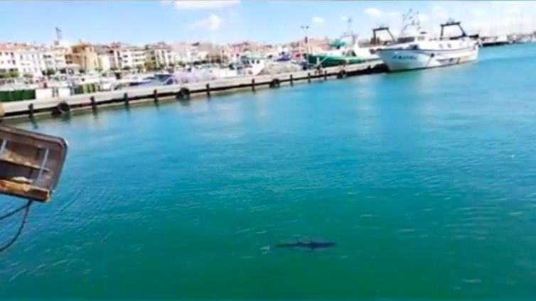 Un tauró de petites dimensionspasseja pel port de Cambrils. 