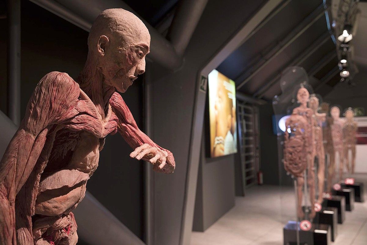 L'exposició «Human Bodies. Anatomia de la vida» torna a Barcelona