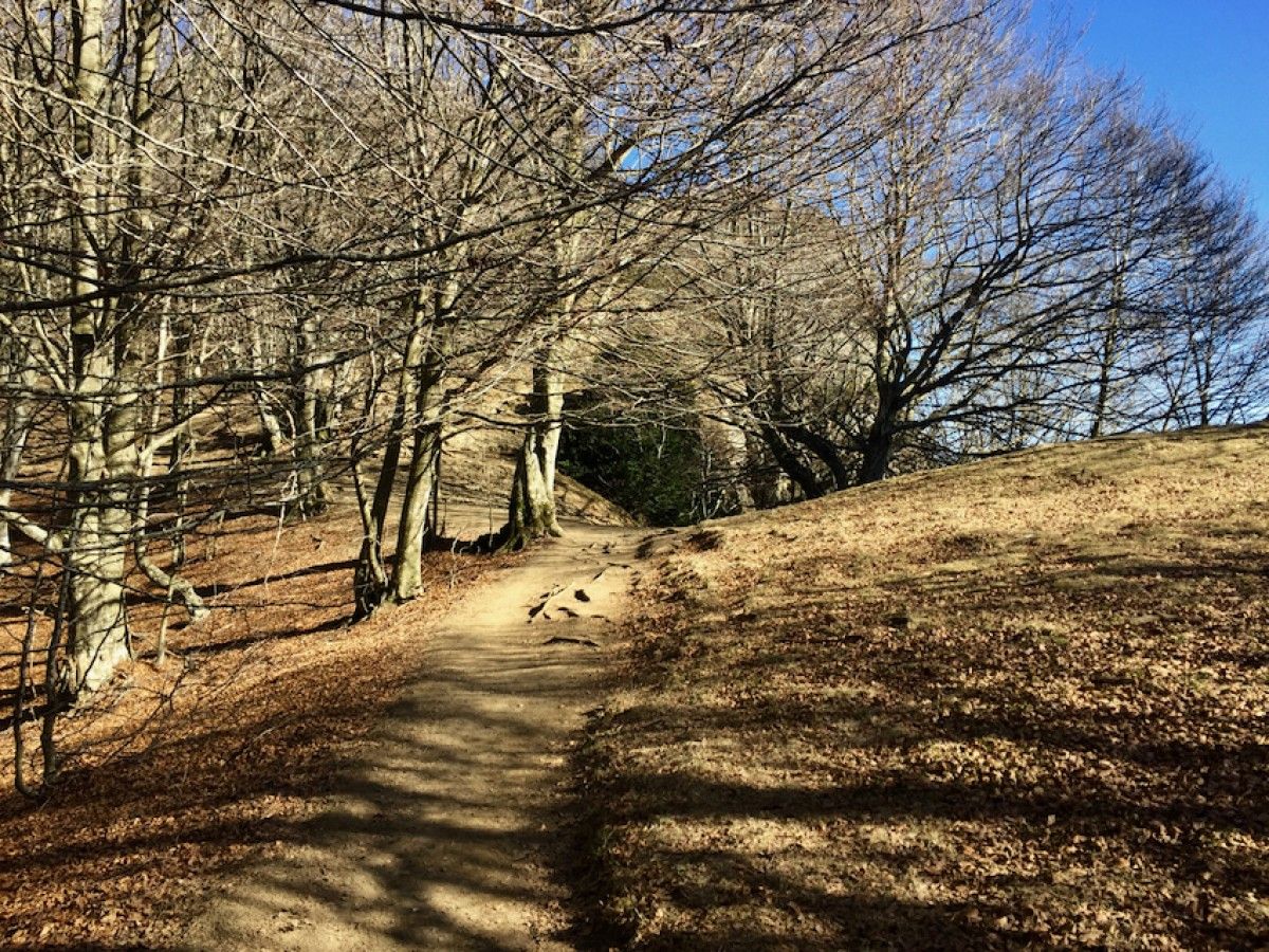 Faigs vora el Puigsacalm (Garrotxa) aquest hivern