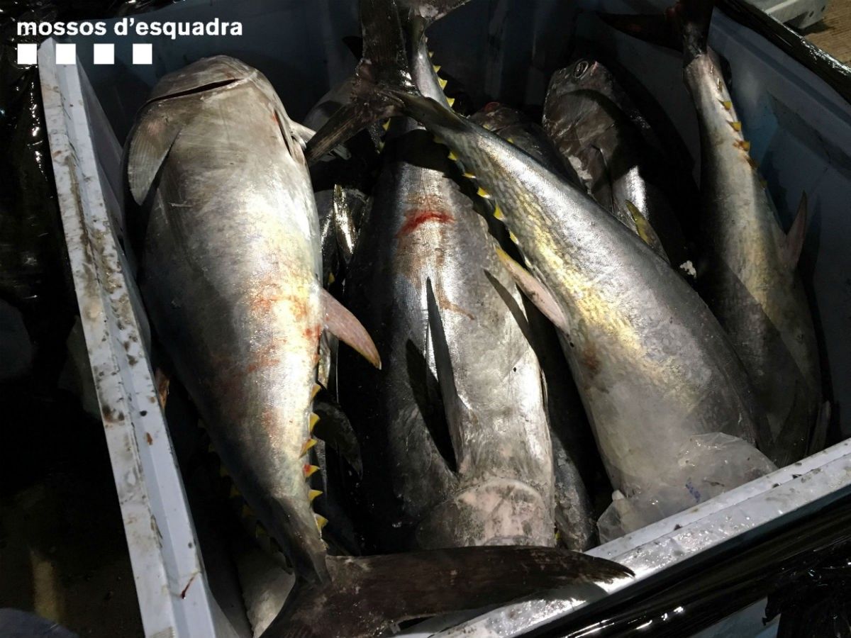 Exemplars de la tonyina vermella decomissada a Mercabarna