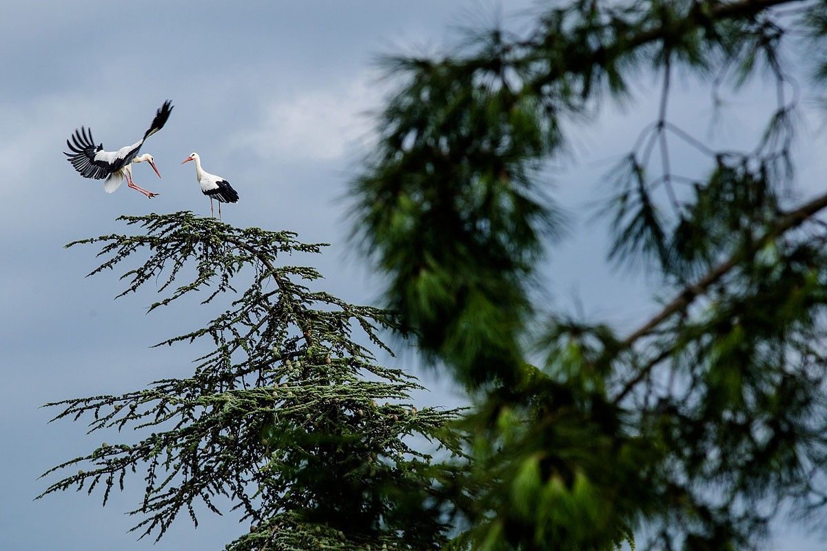 Un grup de cigonyes, ocell migratori, parades dalt d'un arbre a Vic