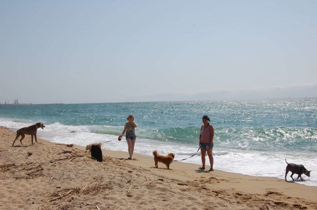 Un espai per a gossos al Maresme