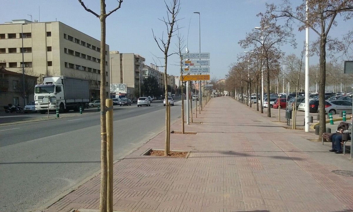 Arbres plantats a la Gran Via de Sabadell