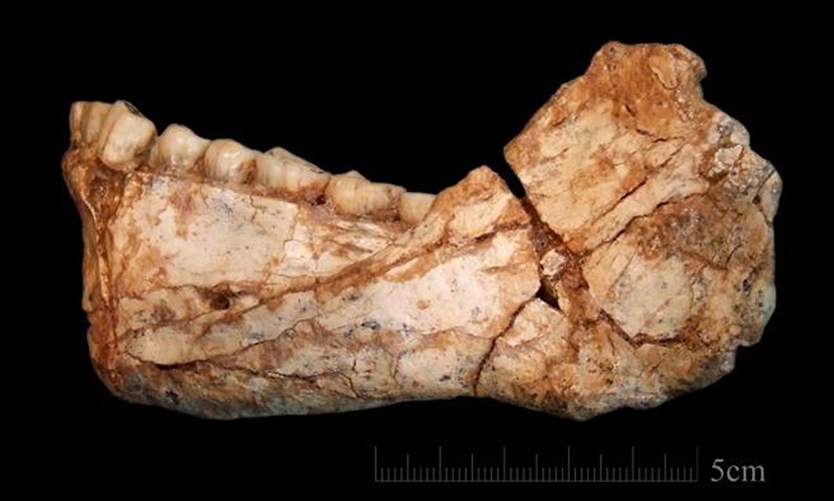Mandíbula d'«Homo sapiens» trobada al jaciment de Jebel Irhoud (Marroc)