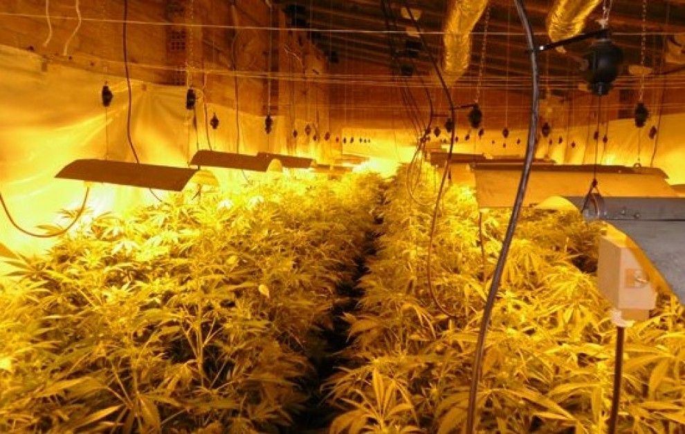  Plantació de marihuana a l’interior d’una nau a Vilarnadal