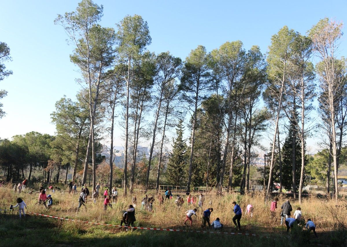 Escolars treballant en les tasques per replantar arbres a La Salut