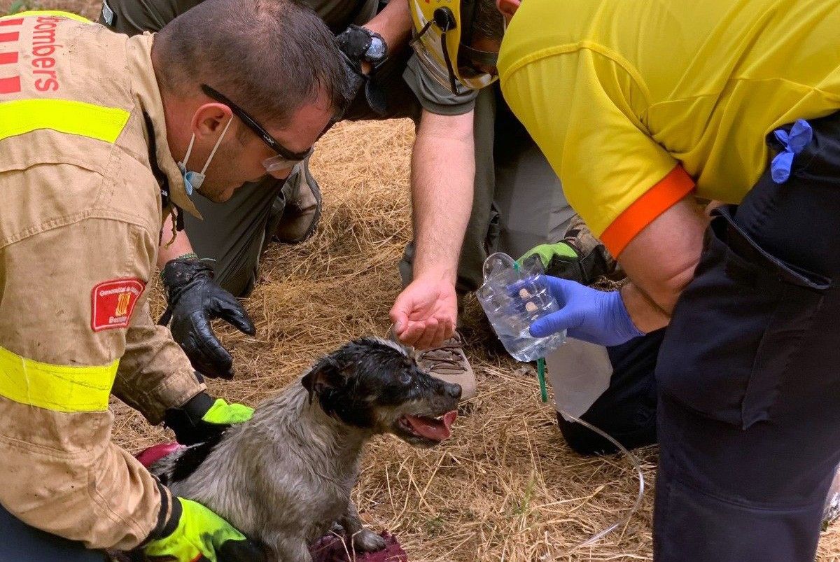 L'atenció a l'animal abans de dur-lo al veterinari 