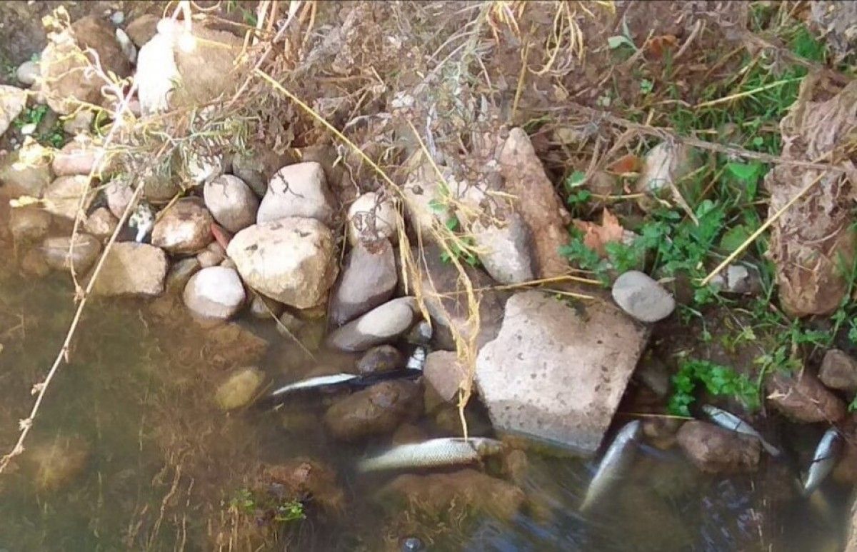 Imatge dels peixos morts a les ribes del riu Ripoll