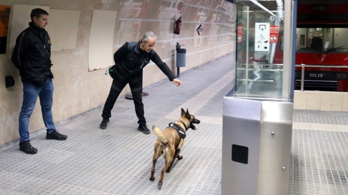 La unitat canina dels Mossos s'ha entrenat a l'Espai Rambla de Sabadell