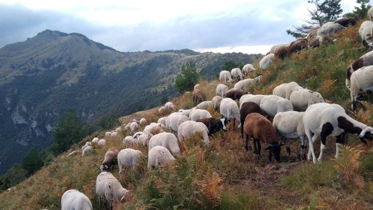 Un ramat a l'Alta Garrotxa