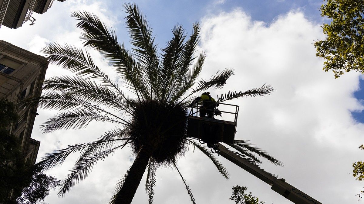 Un operari de Parcs i Jardins examina una palmera en el passeig de Sant Antoni de Barcelona