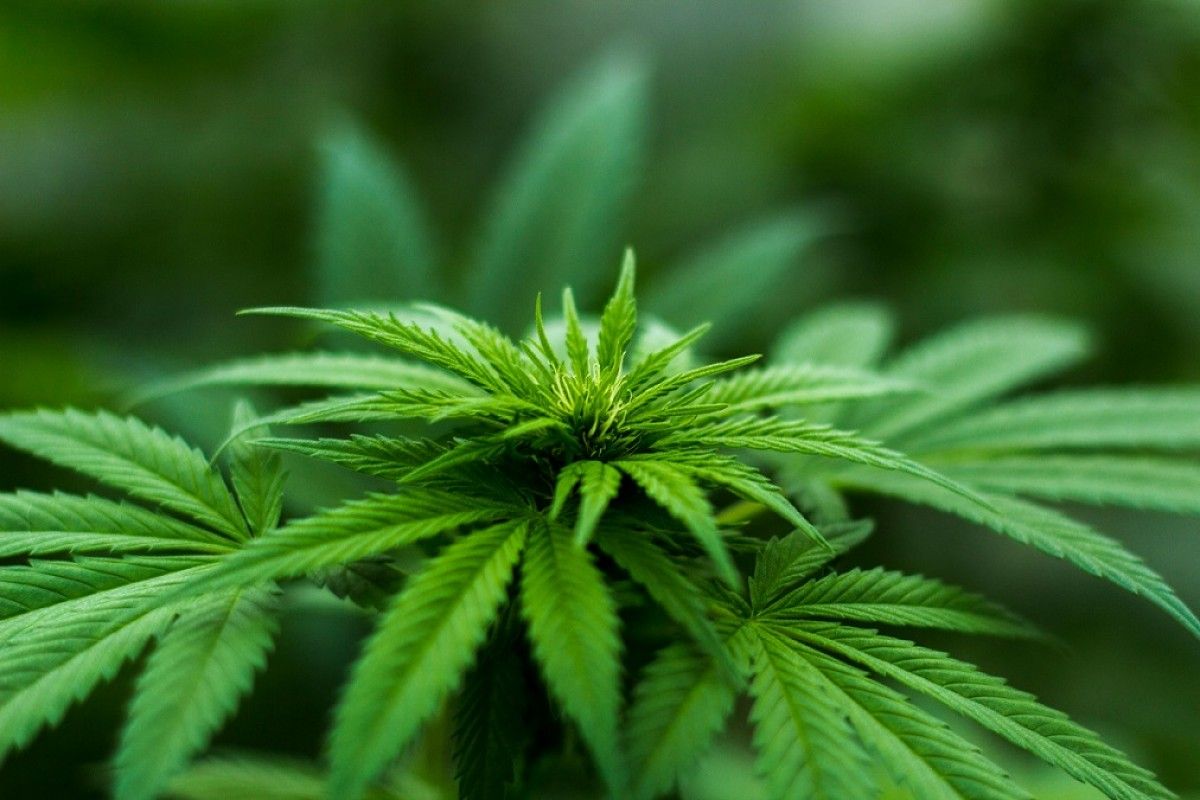 Segons dades a Europa, fins a 22,6 milions de persones van consumir cànnabis