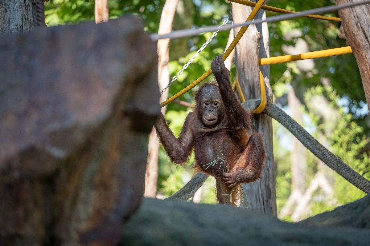 Orangutans al Zoo de Barcelona