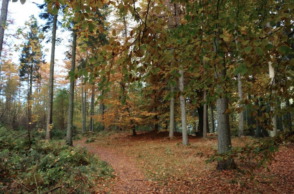 Un bosc, en una imatge d'arxiu