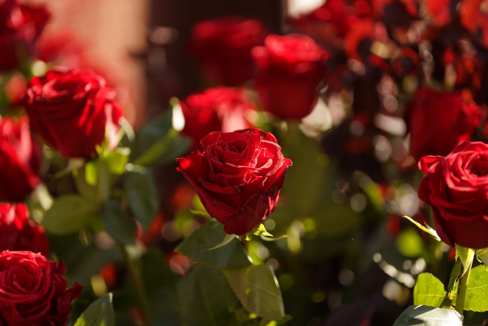 Roses vermelles, protagonistes de Sant Jordi