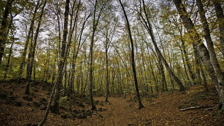 La Fageda d'en Jordà.