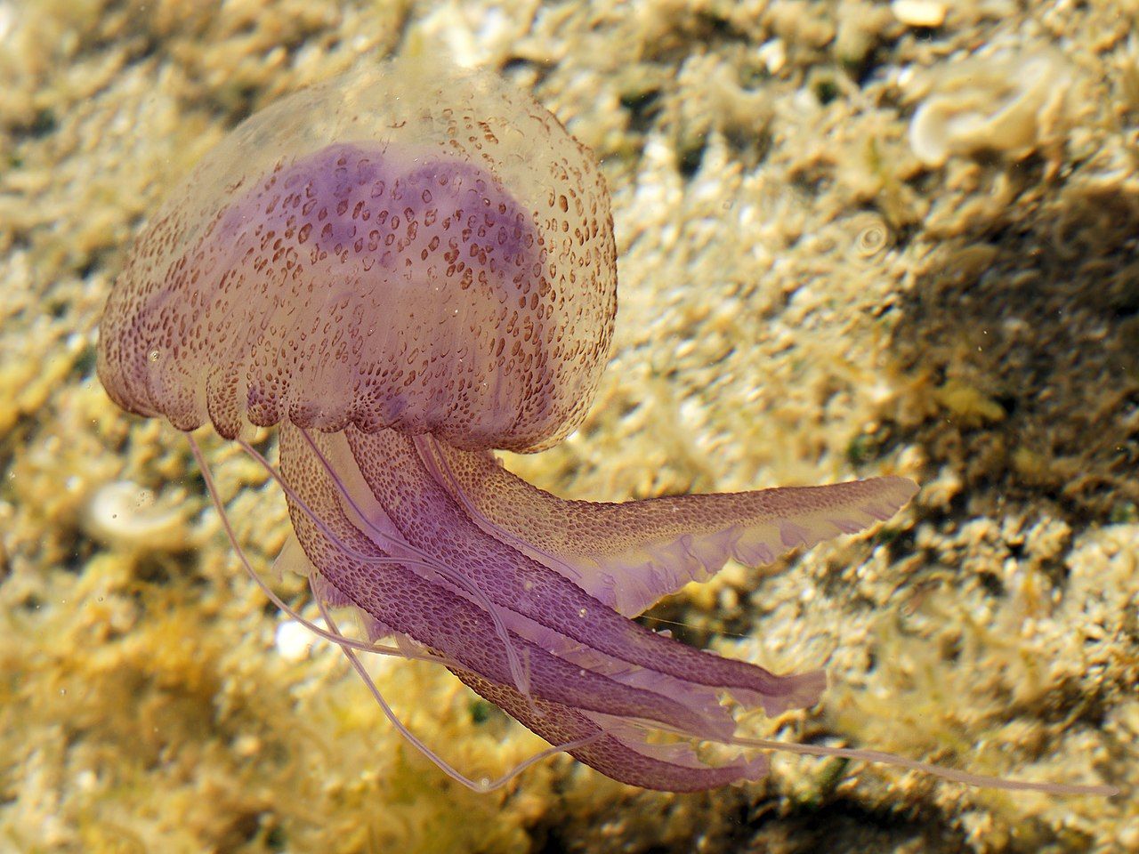 Una Pegalia noctulia, la medusa que es va trobar a la Costa Brava