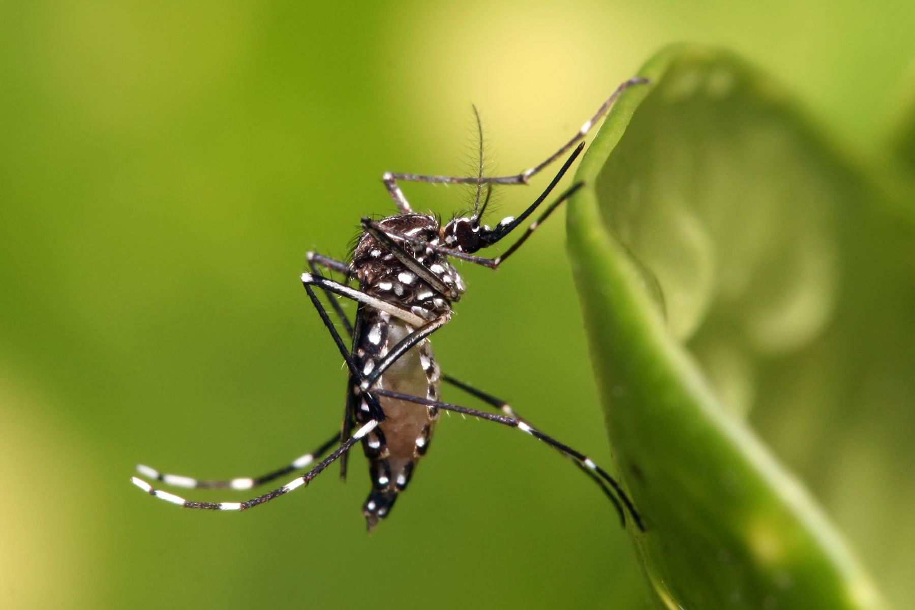 El mosquit del dengue