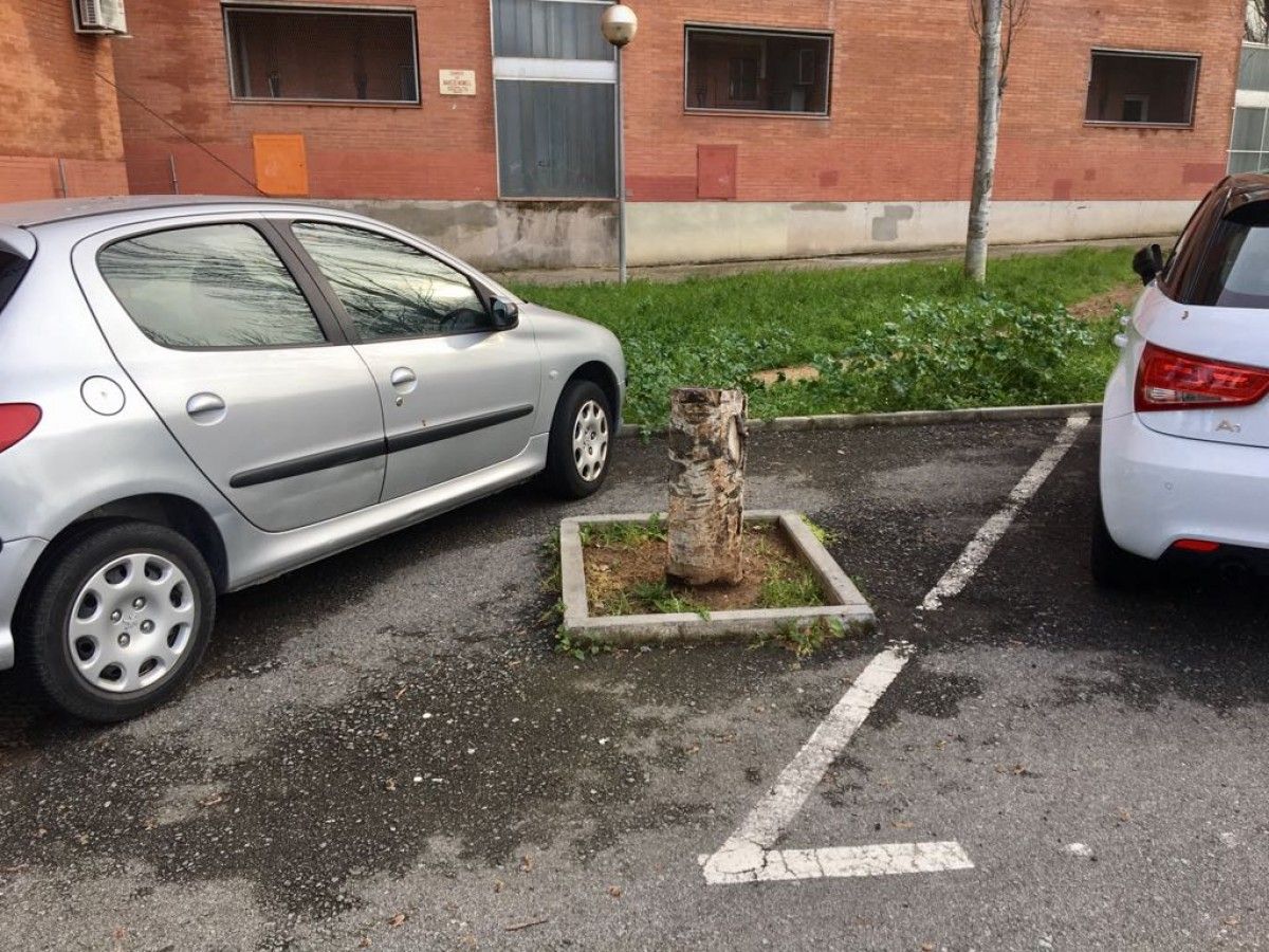 Un arbre mort, en una plaça d'aparcament