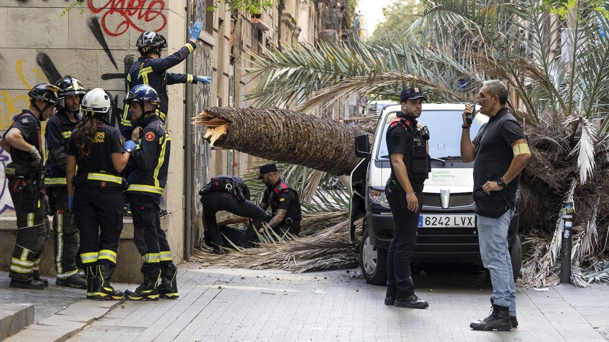 L'Ajuntament de Barcelona indemnitzarà la familia de la jove morta al Raval per la caiguda d'una palmera
