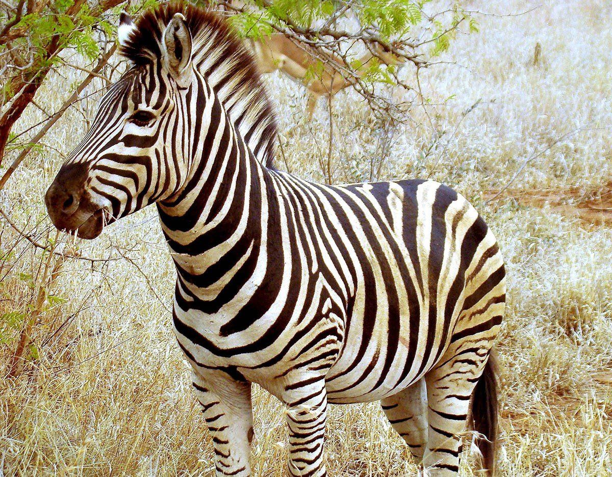 Una zebra