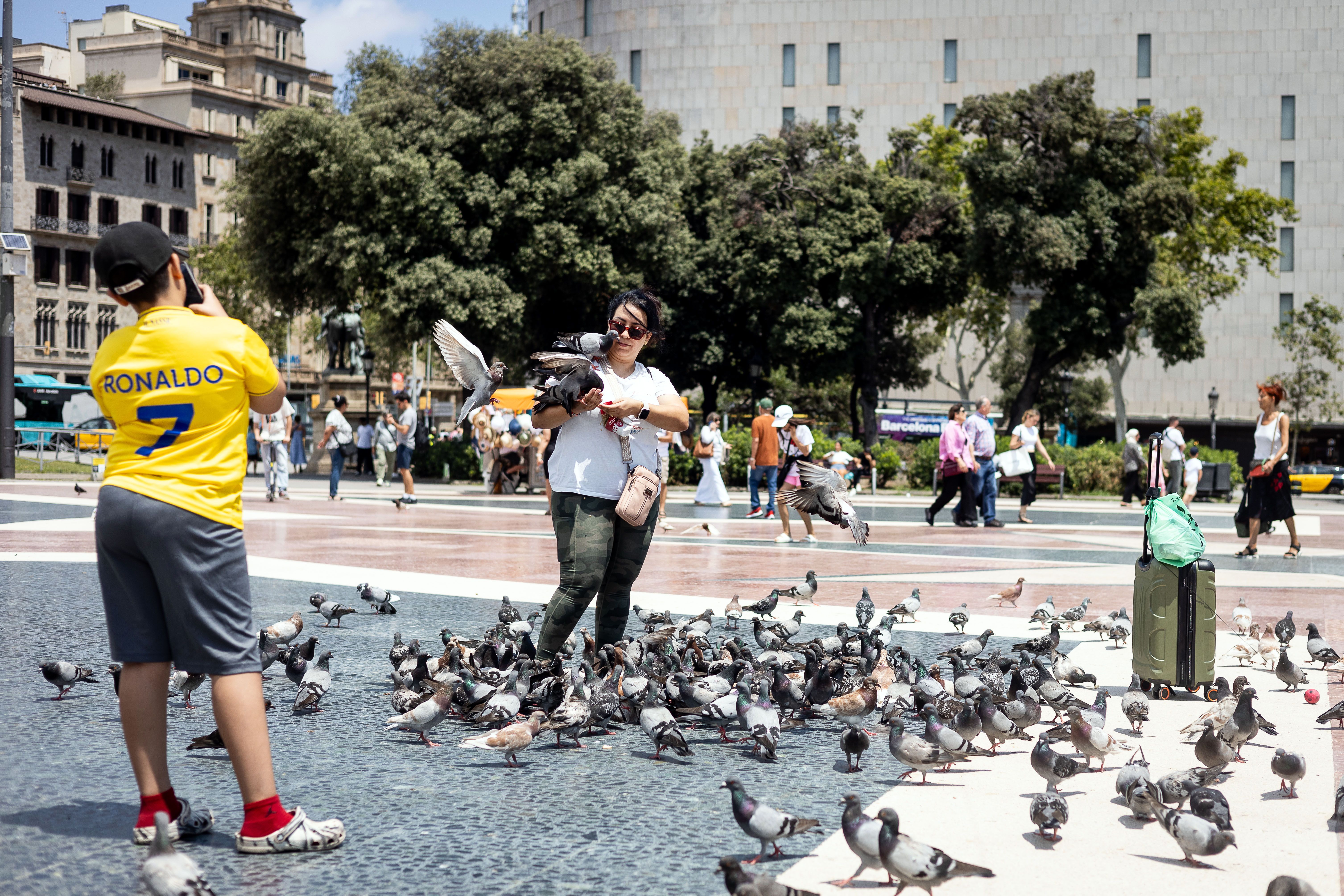 La plaça Catalunya és un dels punts més crítics pel que fa a la sobrepobablació de coloms