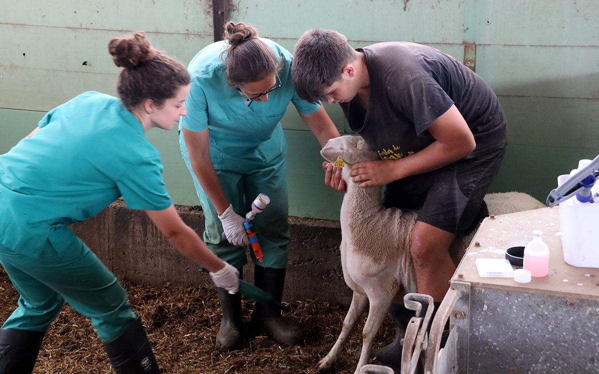 Vacunació d'una ovella contra el virus de la llengua blava