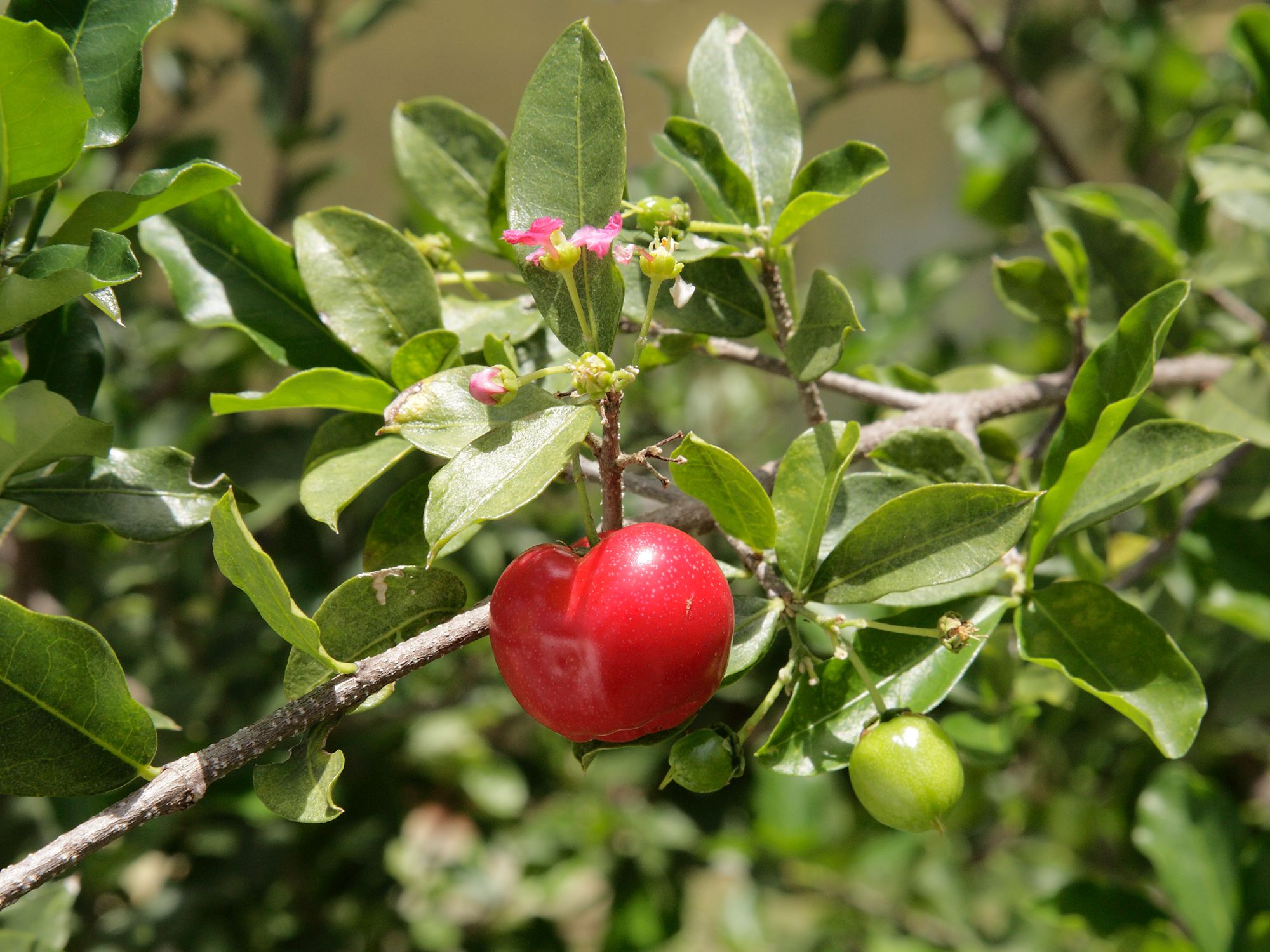 Una acerola, la fruita exòtica amb molts beneficis per a la salut