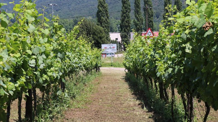 La vinya d'El Mallol de Bianya està situada al costat de la rotonda d'accés al polígon dels Morrals