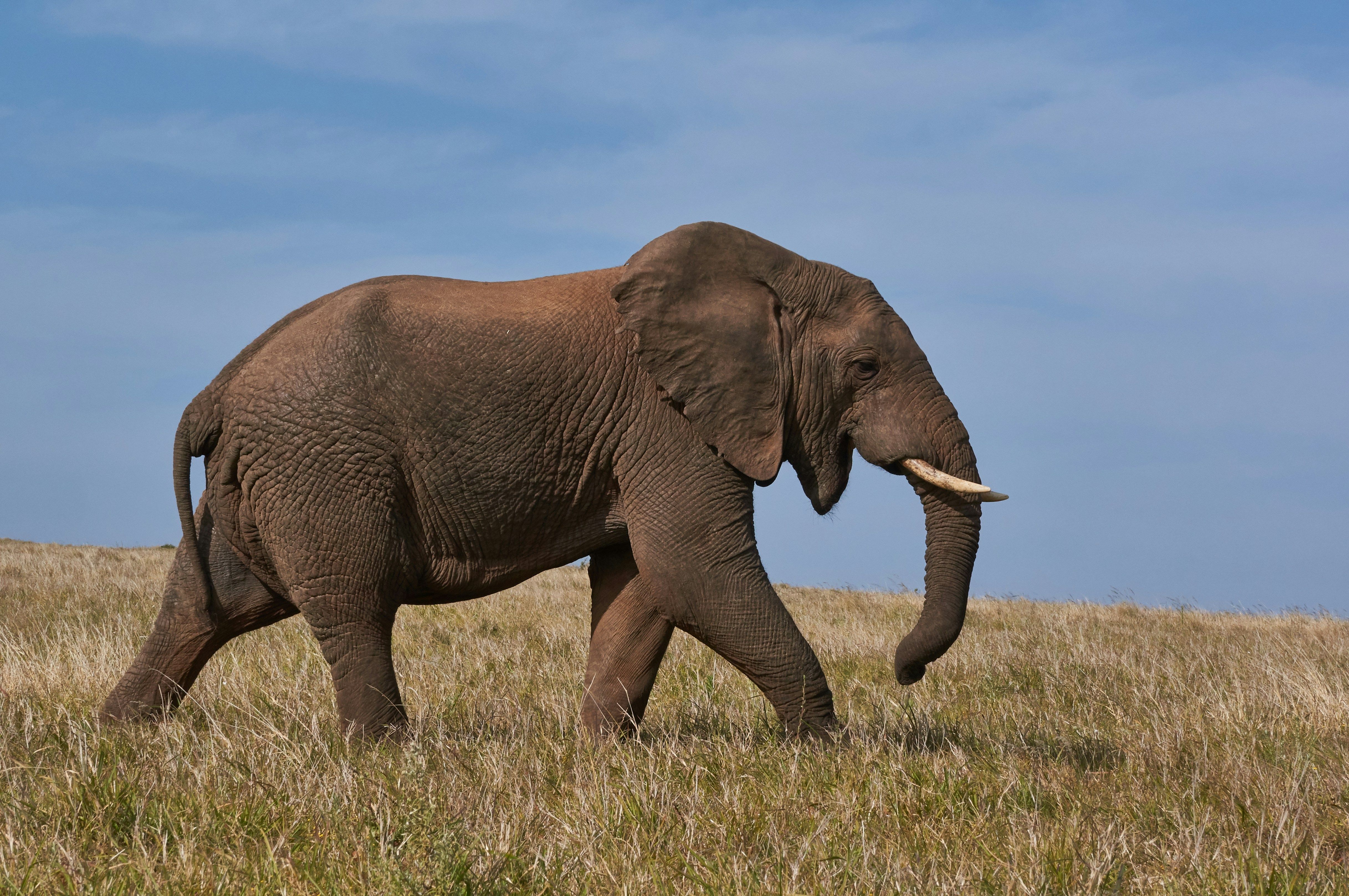 Un elefant mata un turista espanyola a Sud-àfrica