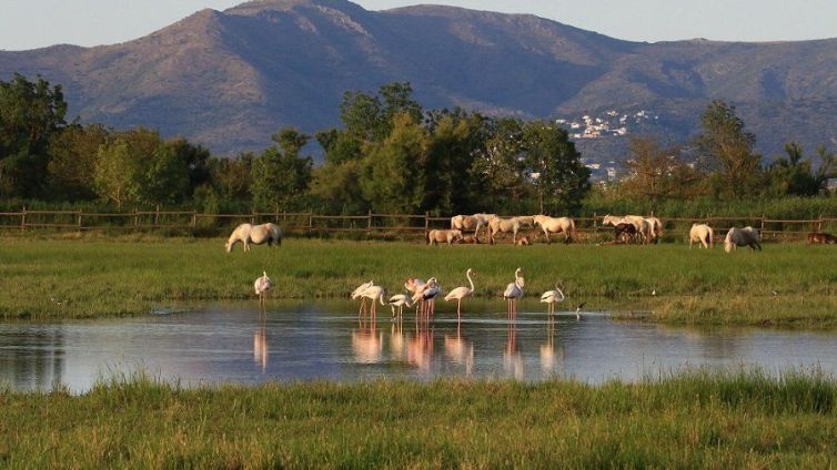 Els aiguamolls de l'empordà, en una imatge d'arxiu