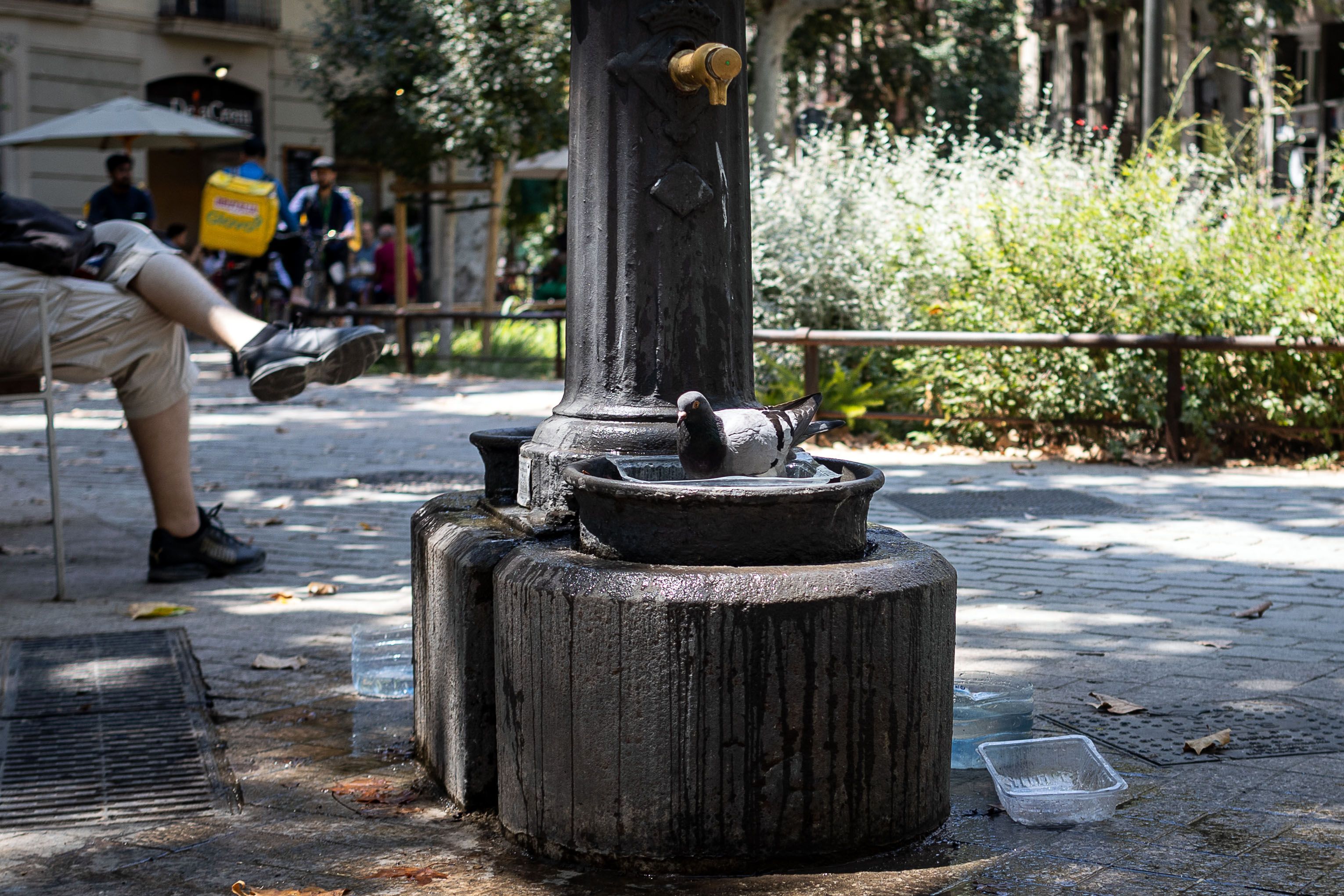 Un colom es remulla per la calor a Barcelona