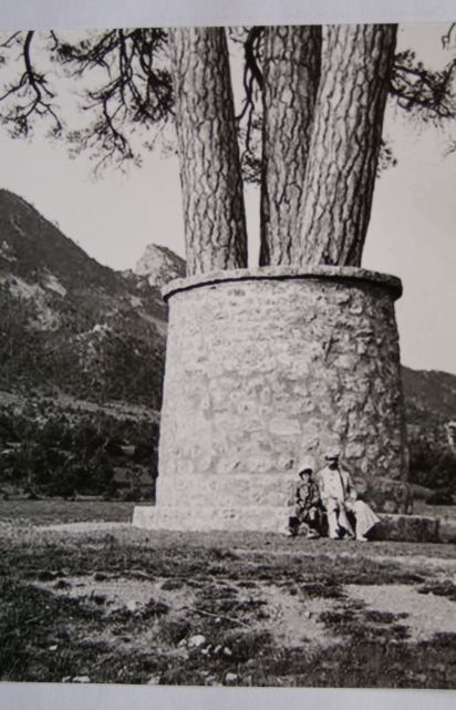 Pi de les tres branques, Castellar del Riu, Berguedà, Arxiu