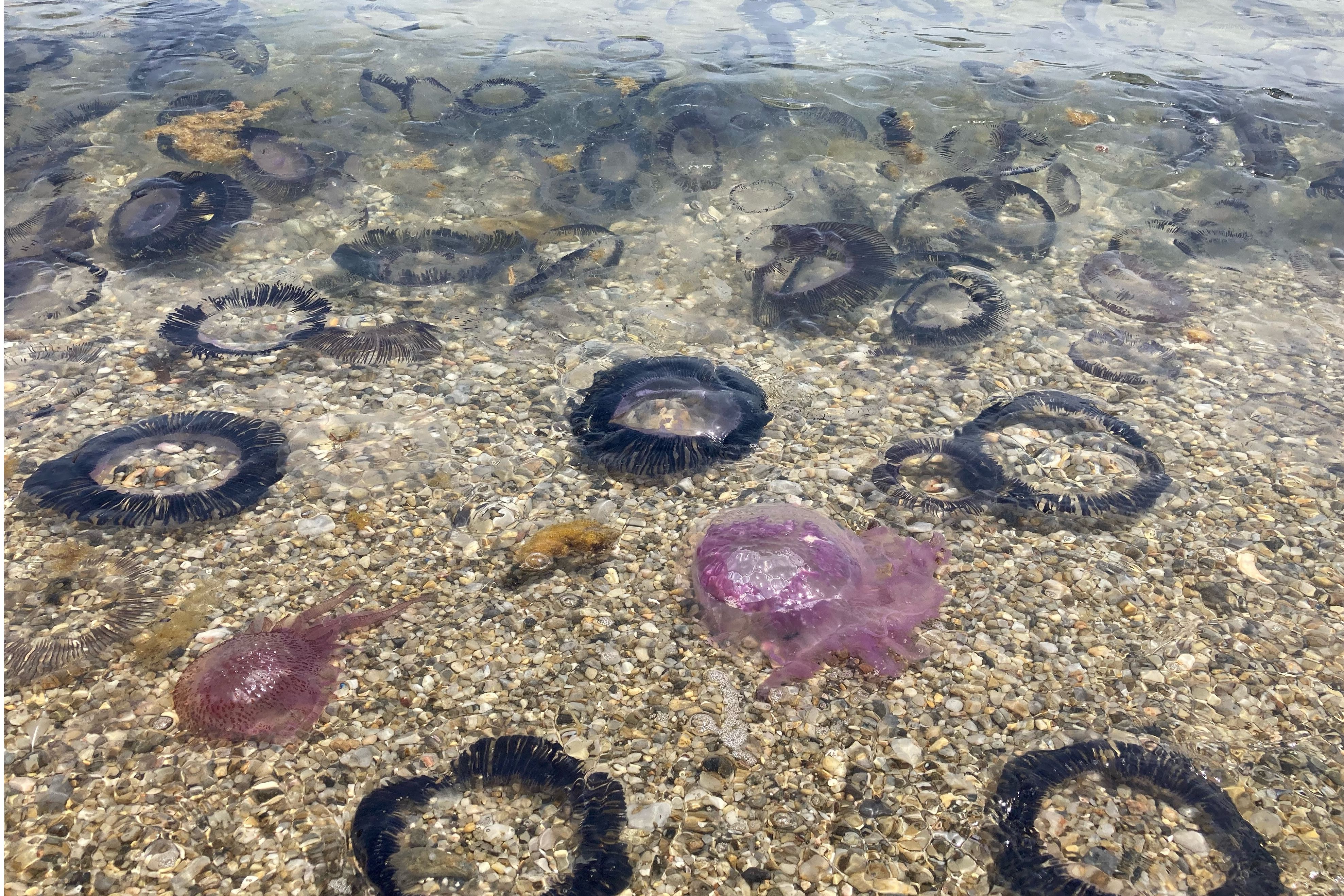 Acumulació de meduses a la zona del Port de la Selva