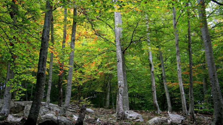 Les preuades ombres dels boscos del Montseny. Foto: Cedida