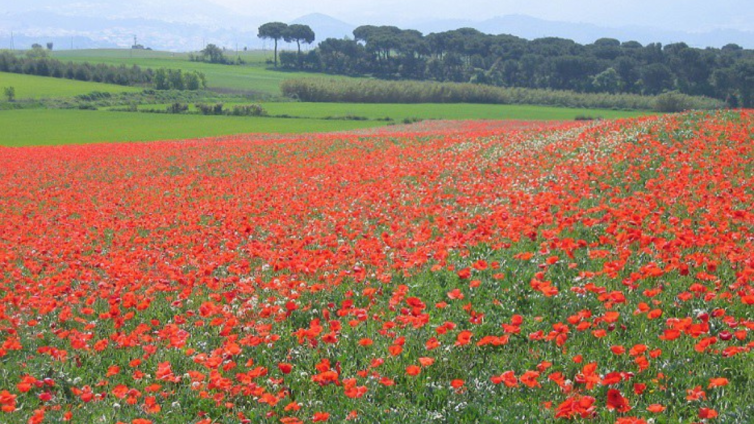 Camps de Gallecs. Foto: Ajuntament de Mollet