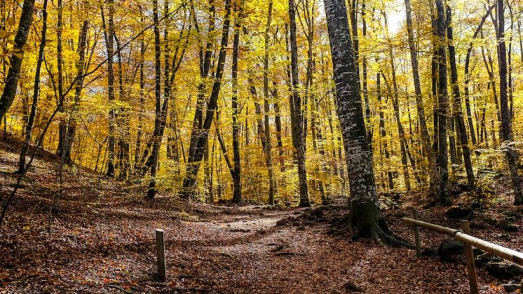 Durant la jornada es mostraran alguns exemples de boscos madurs situats en espais naturals de Catalunya.