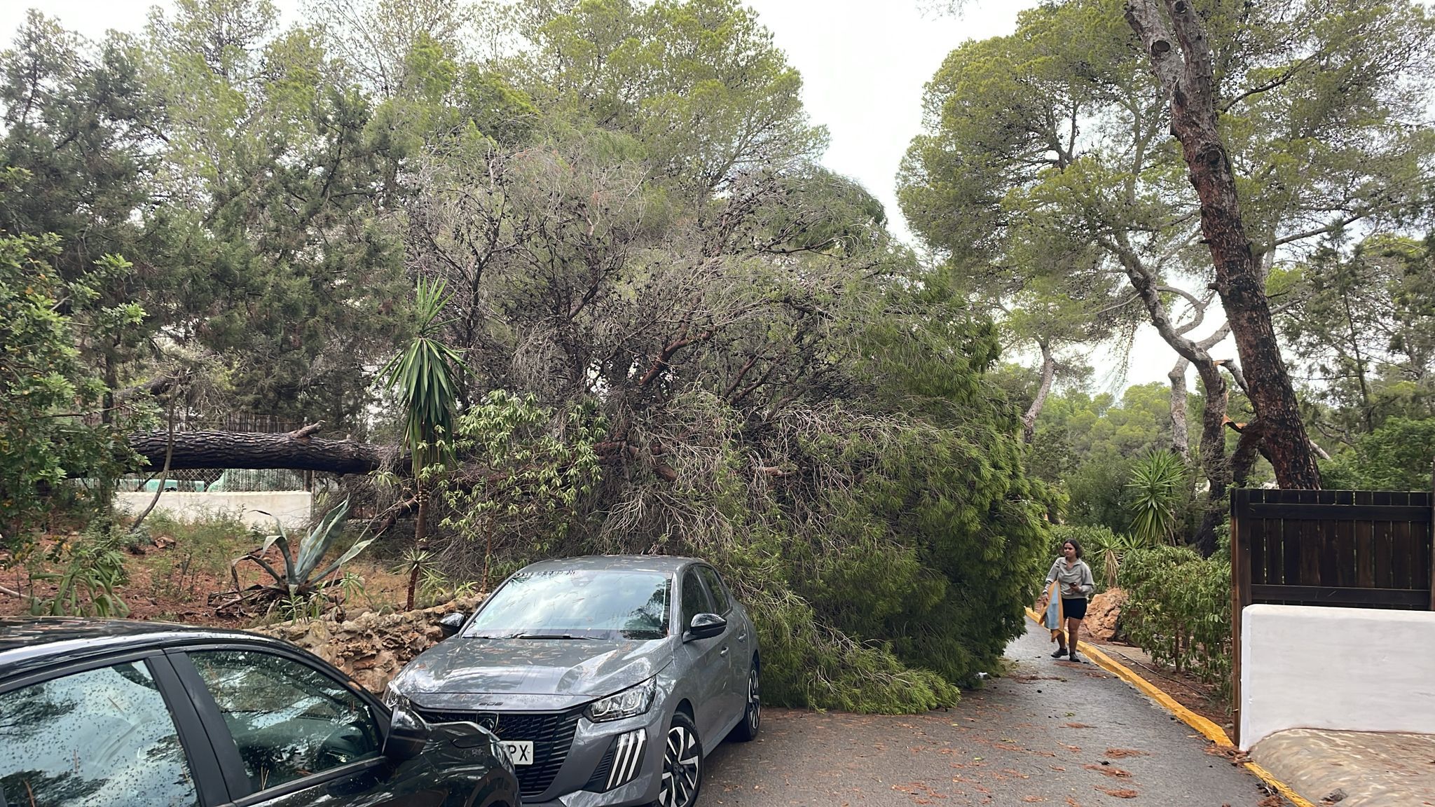 Un arbre caigut a Eivissa