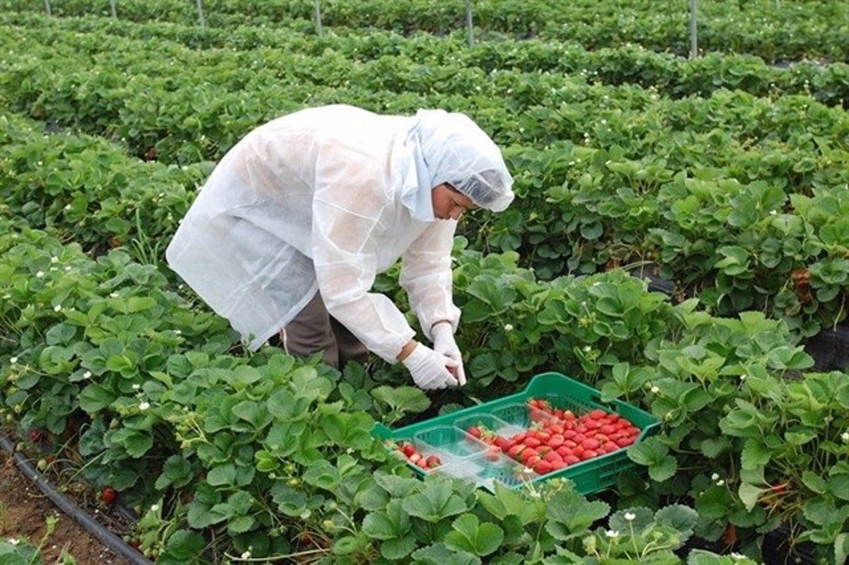 Una treballadora recull maduixes en una finca de Huelva