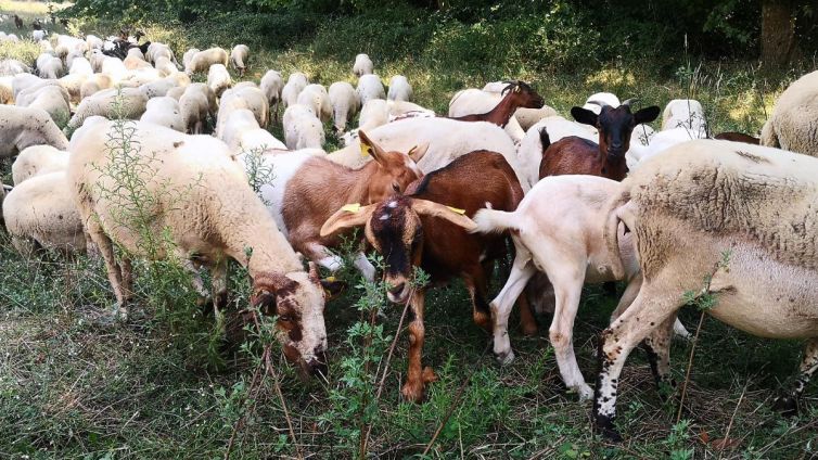 Un dels ramats que pasturen al parc del Montnegre i el Corredor. | Jordi Purtí