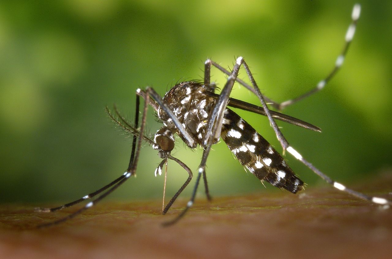 El mosquit tigre, la causa del GEiEG per avançar el tancament de les piscines