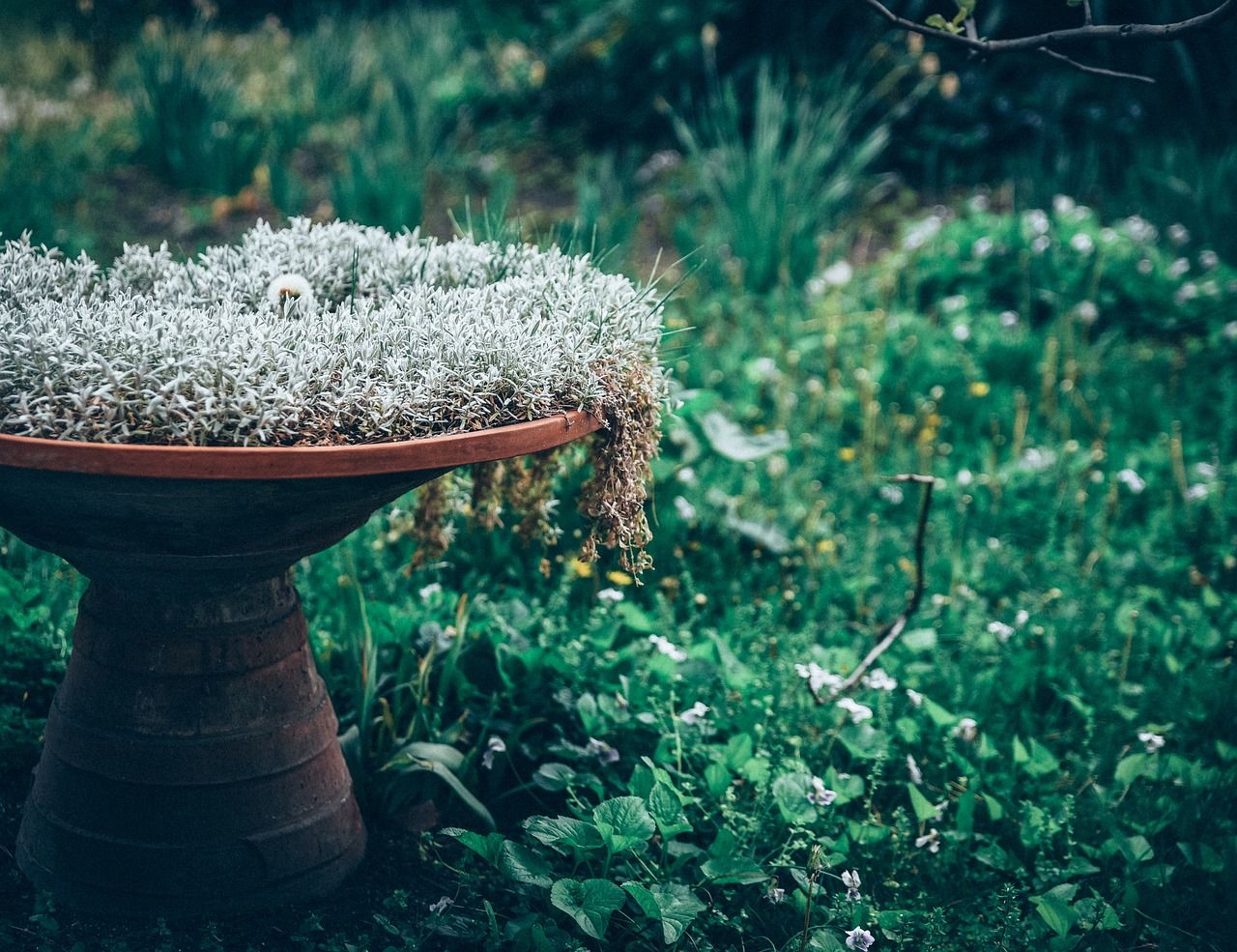 Les plantes al jardí poden ser perilloses