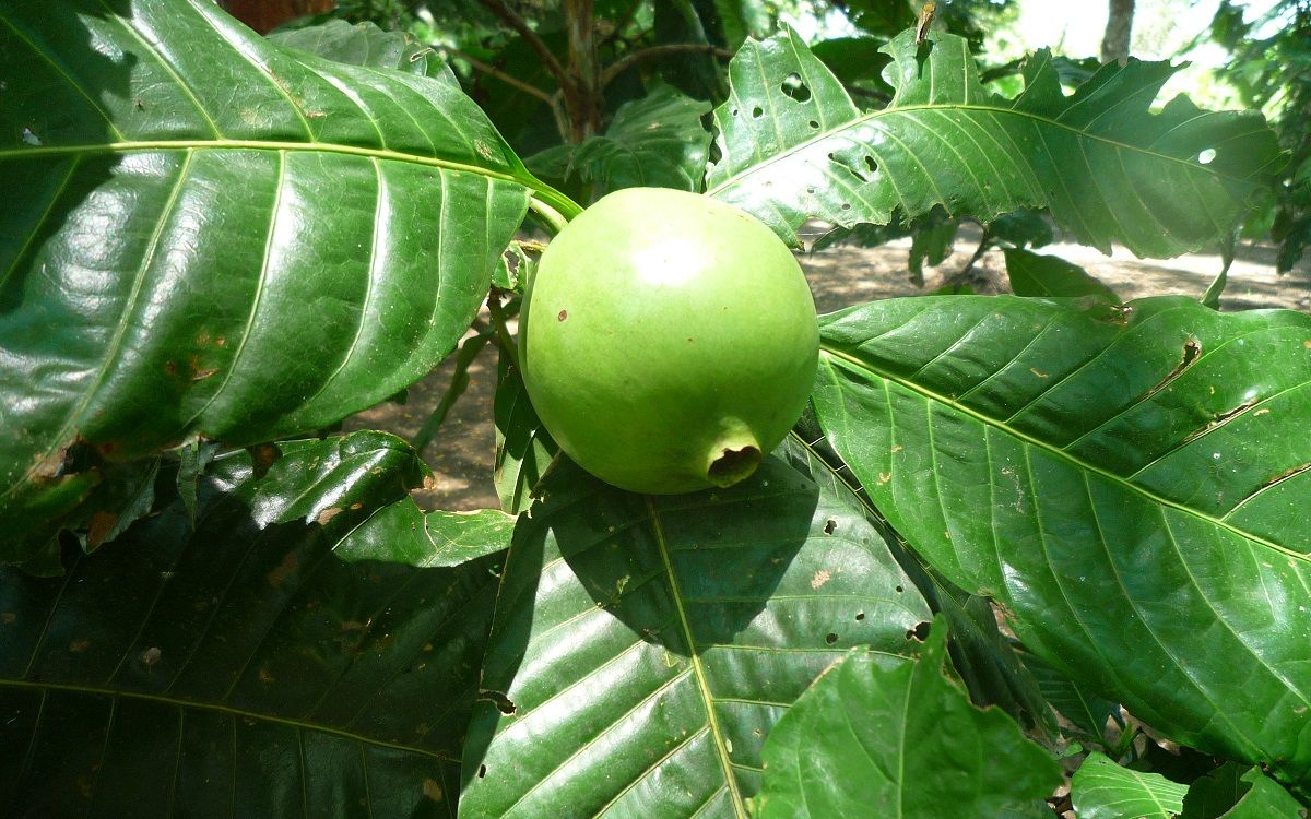 El borojó, una fruita tropical