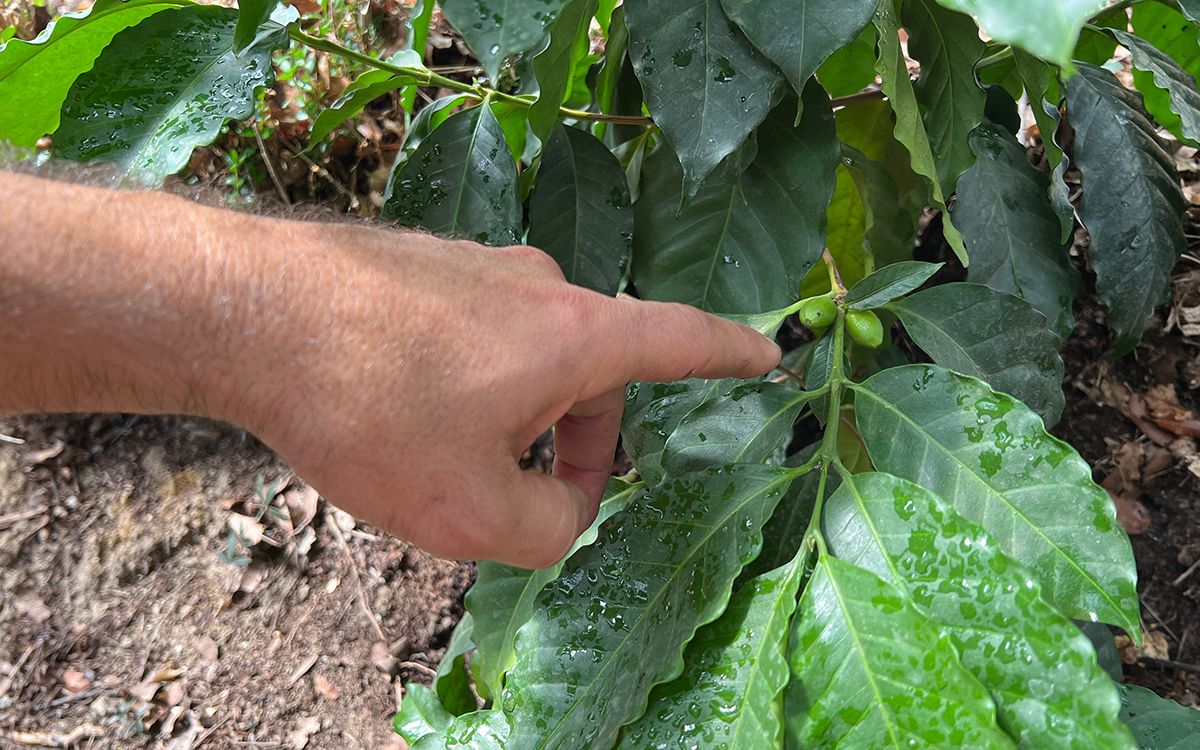 cultivar cafè sant vicenç torelló lourdes casademont acn nacio osona3