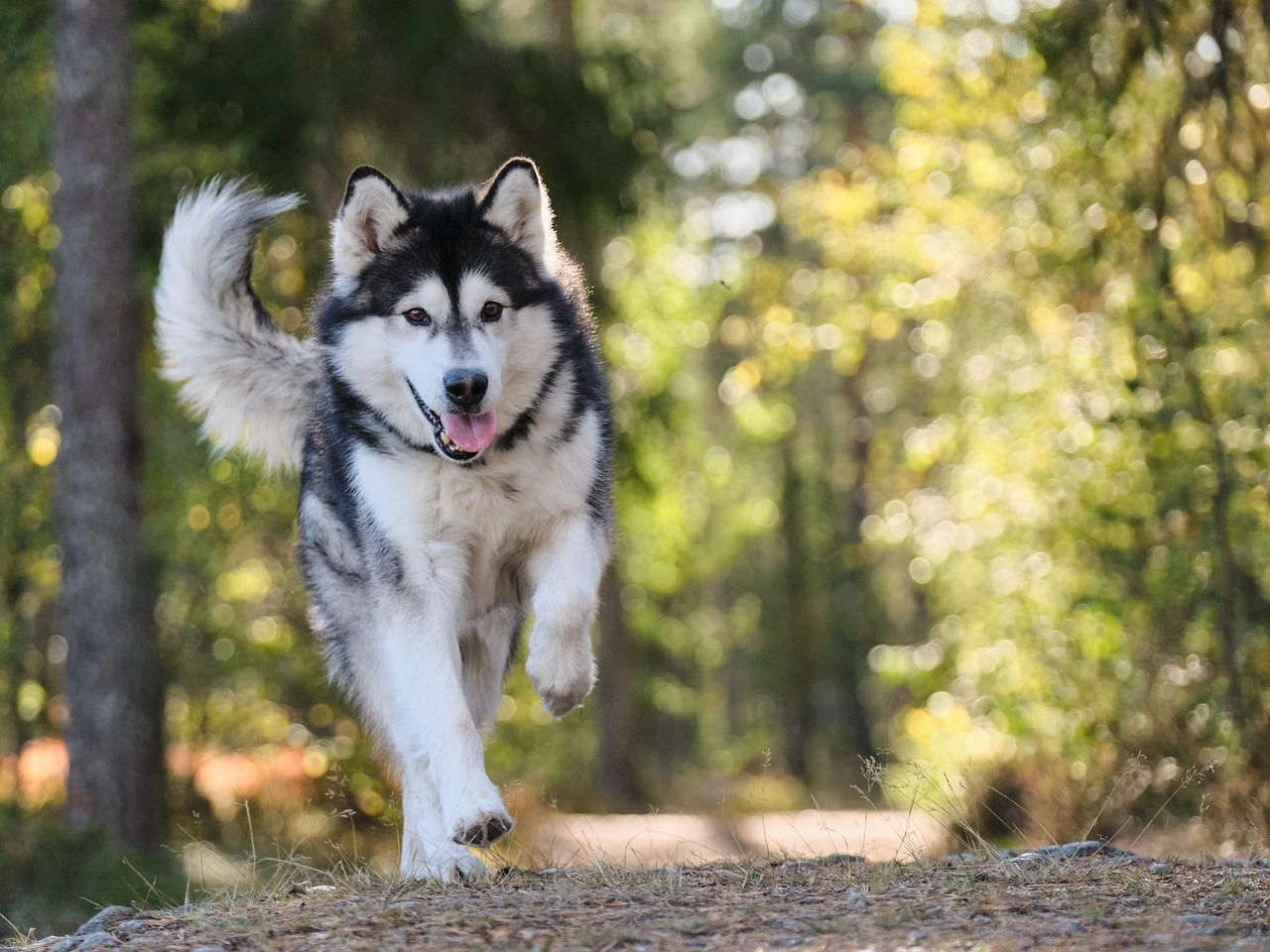 El husky és una dels gossos que es recomana no tenir